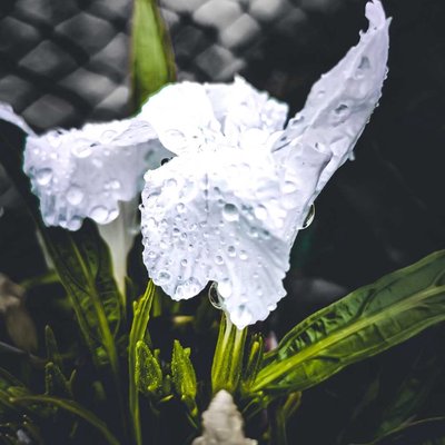 rain drops 💧