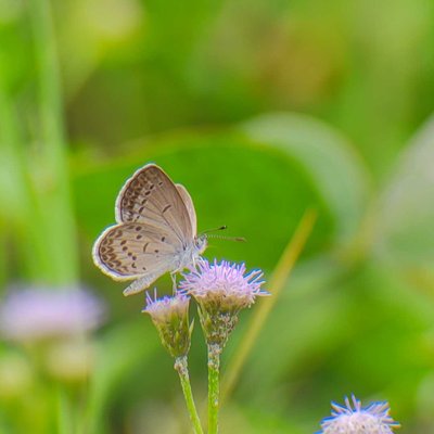 Butterfly 🦋