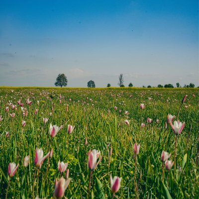 wild tulips