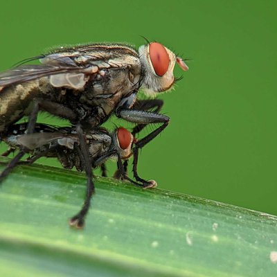 Lalat Mating