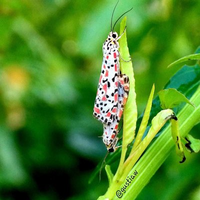 Utetheisa pulchella
