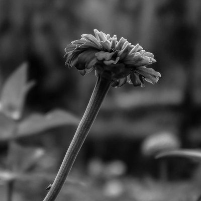 Cosmos B+W 