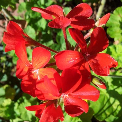 Rojas de verano