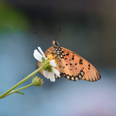 Acraea Terpsicore (Butterfly)