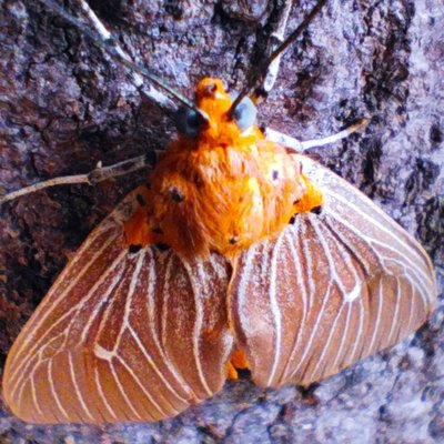 Snouted tiger moth