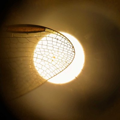 mobile macro photography 