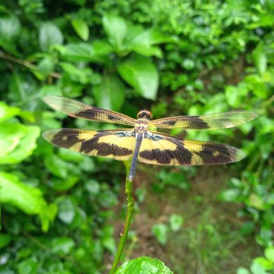 Dragon fly ( Common photo fly)