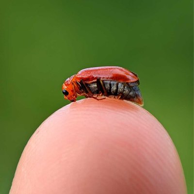 macro