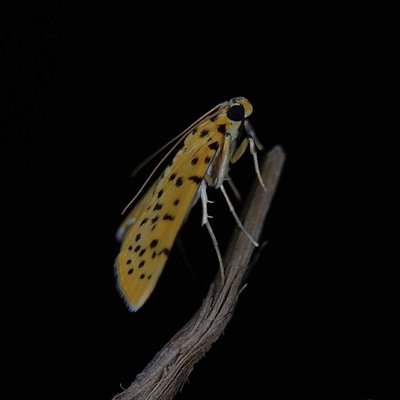 ***..." Moth week special "...***

