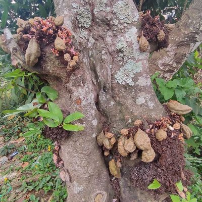 Pohon Buah Namnam
