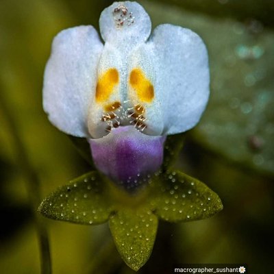 A beautiful flower 🌼
