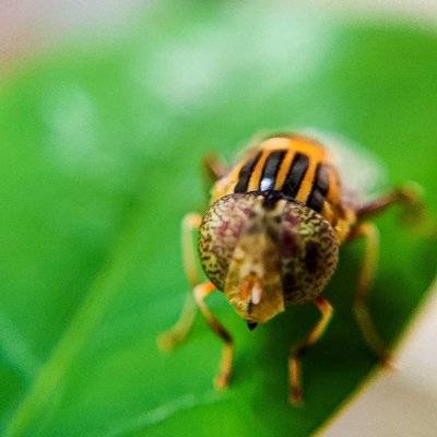 check out this macro post of Five Line Hoverfly 