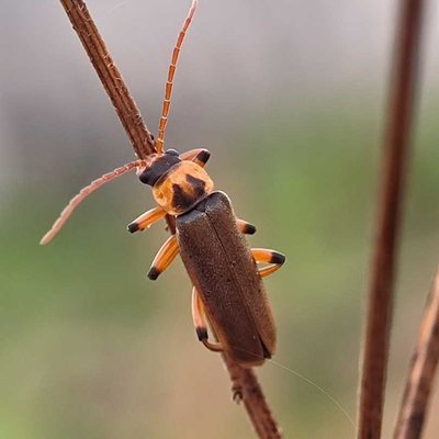 Cantharis rufa