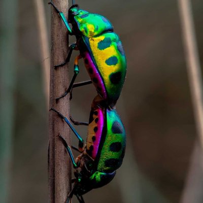mating moment of jewel bug 