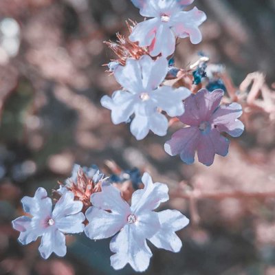 Macro Photography 