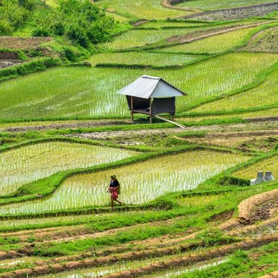 my village rice fields