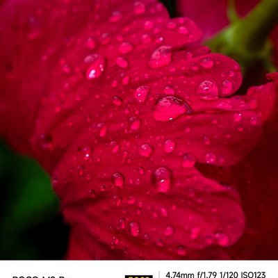 flower with rain ✨