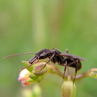 Odontomachus bauri