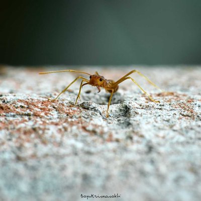 Photo Macro