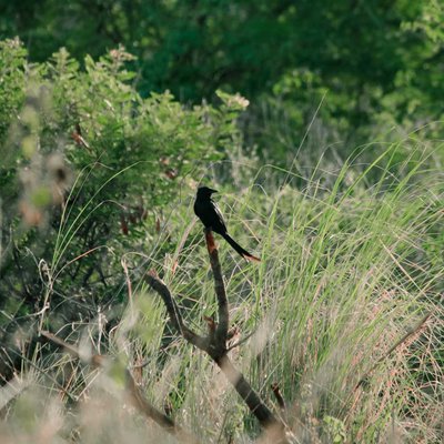 black drongo .