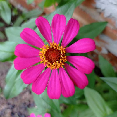 🌺
