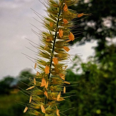 kembang kolojono
