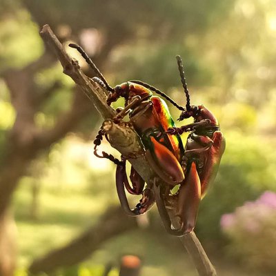 Kumbang Chrysochus Auratus