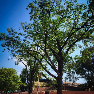 The power and beauty of trees