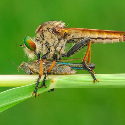 robberfly with prey