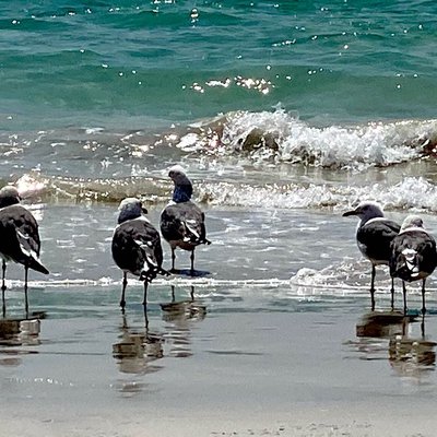 The Birds