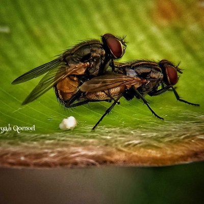 Flies