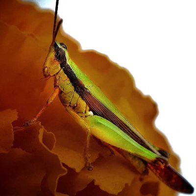  Grasshopper 🦗🦗🦗