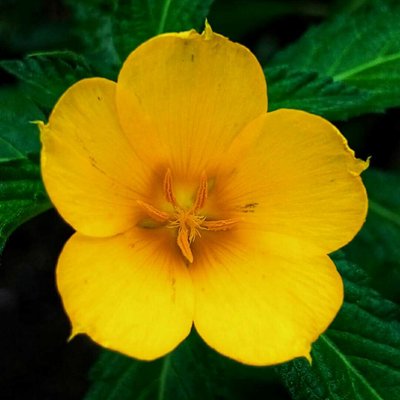 Bunga pukul delapan ( Turnera )