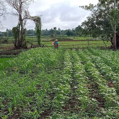 Petani.