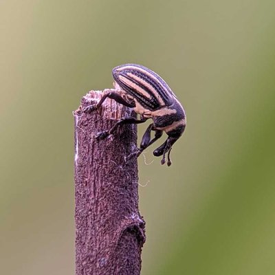 stripid been weevils 