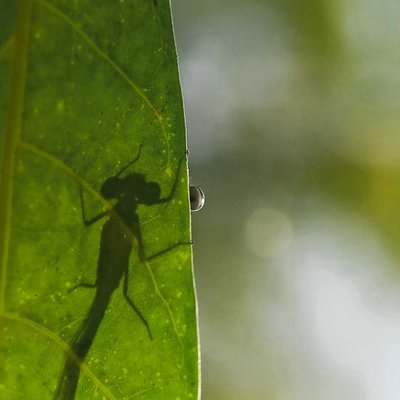 Damesfly eye or Bokeh ?