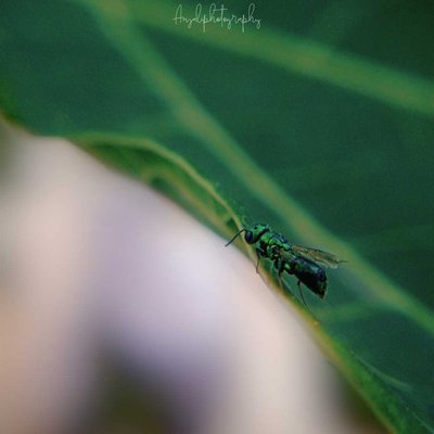 random click 💚