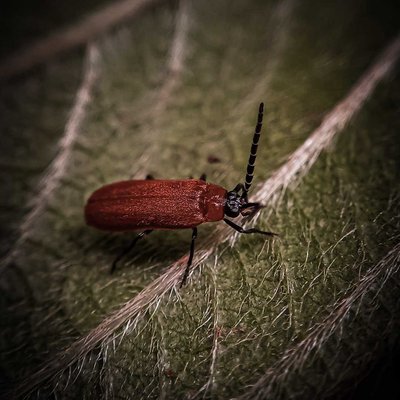 Phyrochroidae