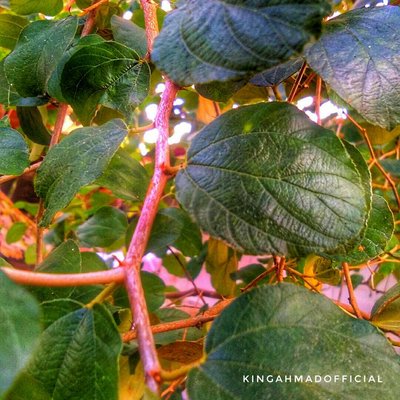 DAUN BIDARA 