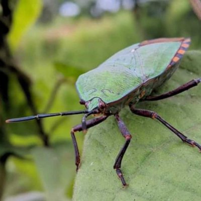 kepik hijau 🐝