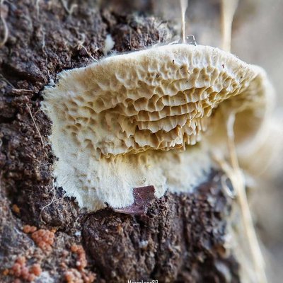 Antrodia Albida