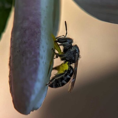 Sweat Bee