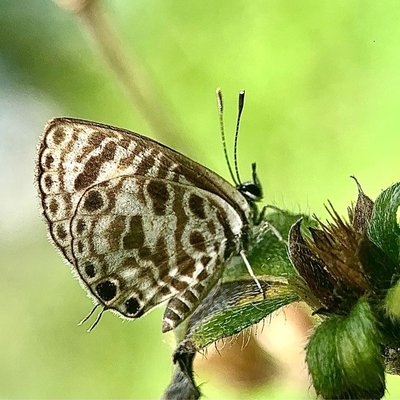 zizeeria knysna