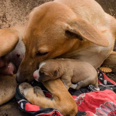 Love is a four-legged word