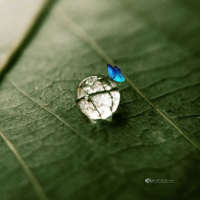 bubble