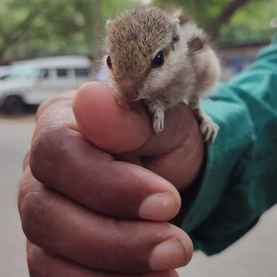 Squirrel