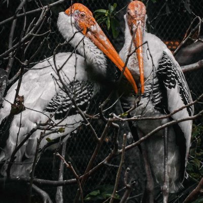 Painted stork