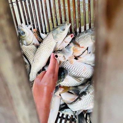 fish of Manipur