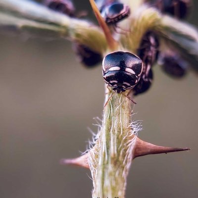 Plataspidae