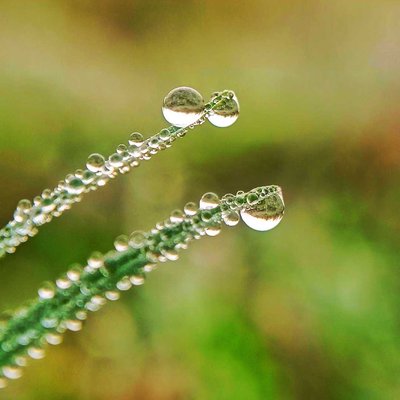 Dew Drops 